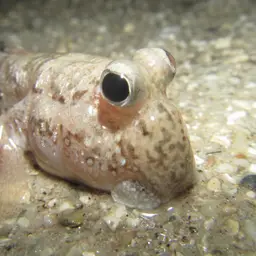 Silver Mudskipper