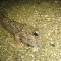 Silver Mudskipper, photo 2