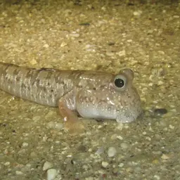 Silver Mudskipper, photo 3