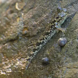 Silver Mudskipper, photo 4