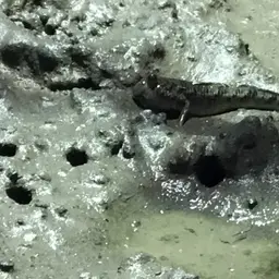 Silver Mudskipper, photo 5