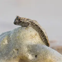 Silver Mudskipper, photo 6
