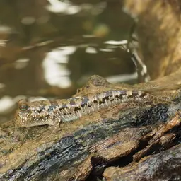 Silver Mudskipper, photo 7