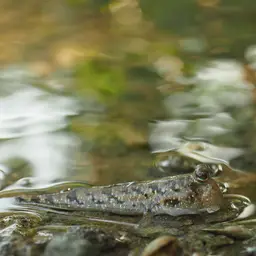 Silver Mudskipper, photo 8