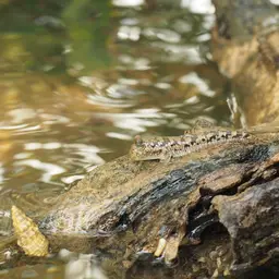Silver Mudskipper, photo 9