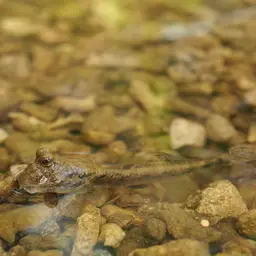 Silver Mudskipper, photo 10
