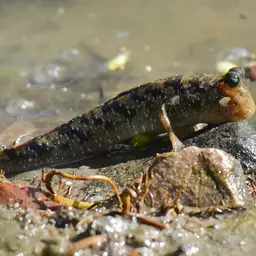 Silver Mudskipper, photo 11