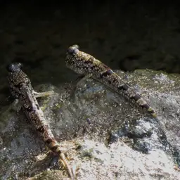 Silver Mudskipper, photo 12