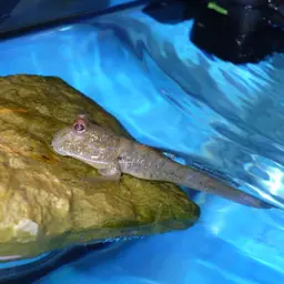 Atlantic Mudskipper