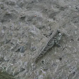 Atlantic Mudskipper, photo 2