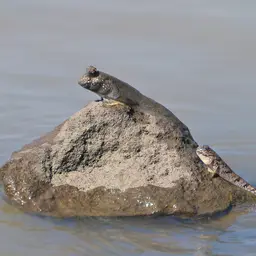 Atlantic Mudskipper, photo 3