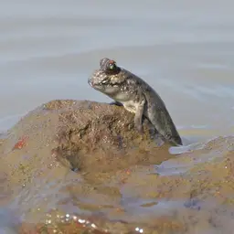 Atlantic Mudskipper, photo 4