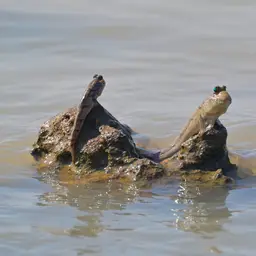 Atlantic Mudskipper, photo 5