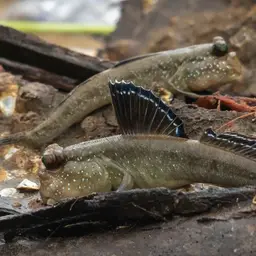Atlantic Mudskipper, photo 6