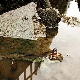 Atlantic Mudskipper, photo 7