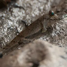 Atlantic Mudskipper, photo 8