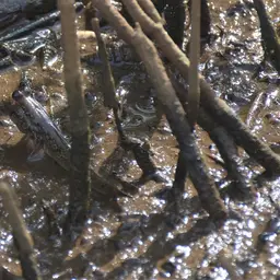 Atlantic Mudskipper, photo 9