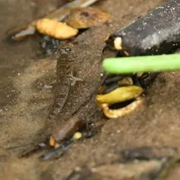 Atlantic Mudskipper, photo 10