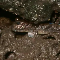 Atlantic Mudskipper, photo 11