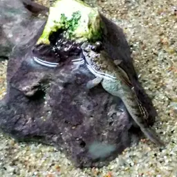 Pearse's Mudskipper, photo 2
