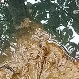 Pearse's Mudskipper, photo 3