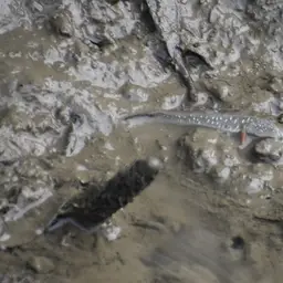 Pearse's Mudskipper, photo 4