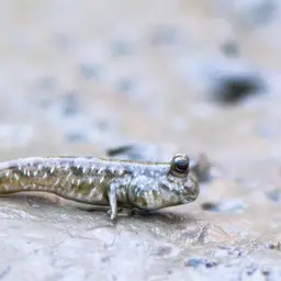 Pearse's Mudskipper, photo 5