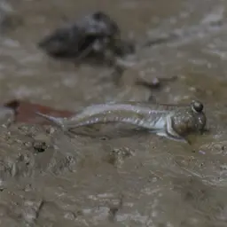 Pearse's Mudskipper, photo 6