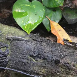 Pearse's Mudskipper, photo 7