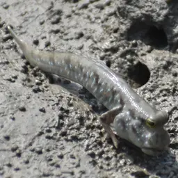 Pearse's Mudskipper, photo 8