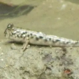 Pearse's Mudskipper, photo 9