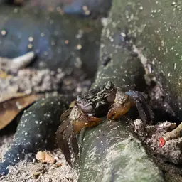 Red Claw Crab