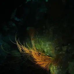 Sea Fan, photo 1