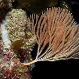 Sea Fan, photo 2