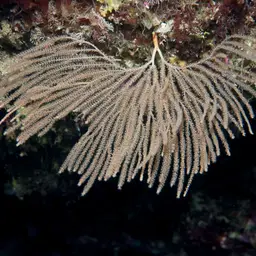 Sea Fan, photo 3