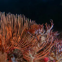 Sea Fan, photo 4