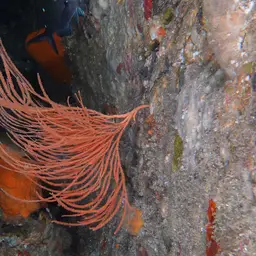 Sea Fan, photo 5