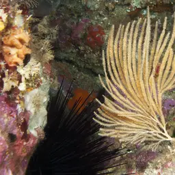 Sea Fan, photo 6