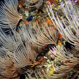Sea Fan, photo 7