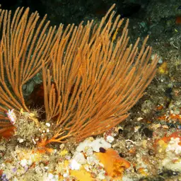 Sea Fan, photo 8