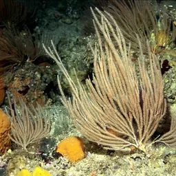 Sea Fan, photo 9