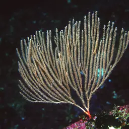 Sea Fan, photo 10