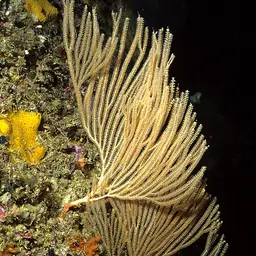Sea Fan, photo 11