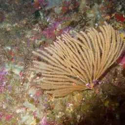Sea Fan, photo 12
