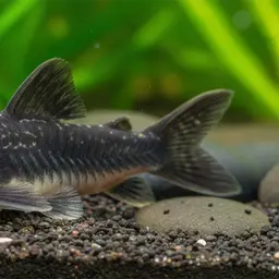 Peru black cory, photo 3
