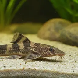 Peruvian Whiptail Catfish, photo 1