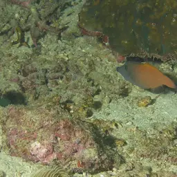 Black-headed Leatherjacket, photo 1