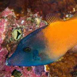 Black-headed Leatherjacket, photo 2