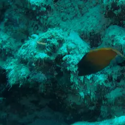 Black-headed Leatherjacket, photo 3