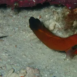 Black-headed Leatherjacket, photo 5